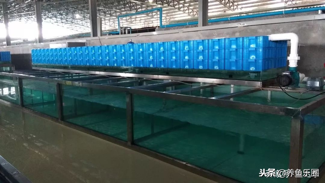 这位土豪家的渔场,光滤材就花了500多万,你确定不要见识一下?