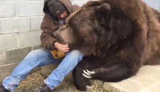 小熊救爷爷的故事,70岁老人救小熊视频