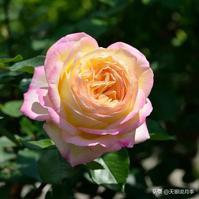 全球最香的十大香水月季,清新淡淡的月季花香水推荐