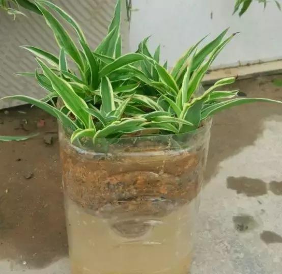 吊兰绿萝花盆制作,用塑料瓶做绿萝吊兰花瓶