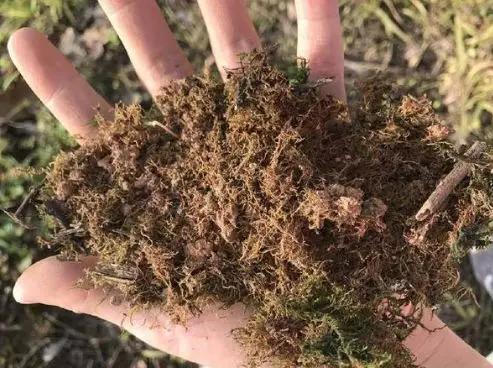 这6种碎渣渣，养花当土又当肥，比激素还有劲儿