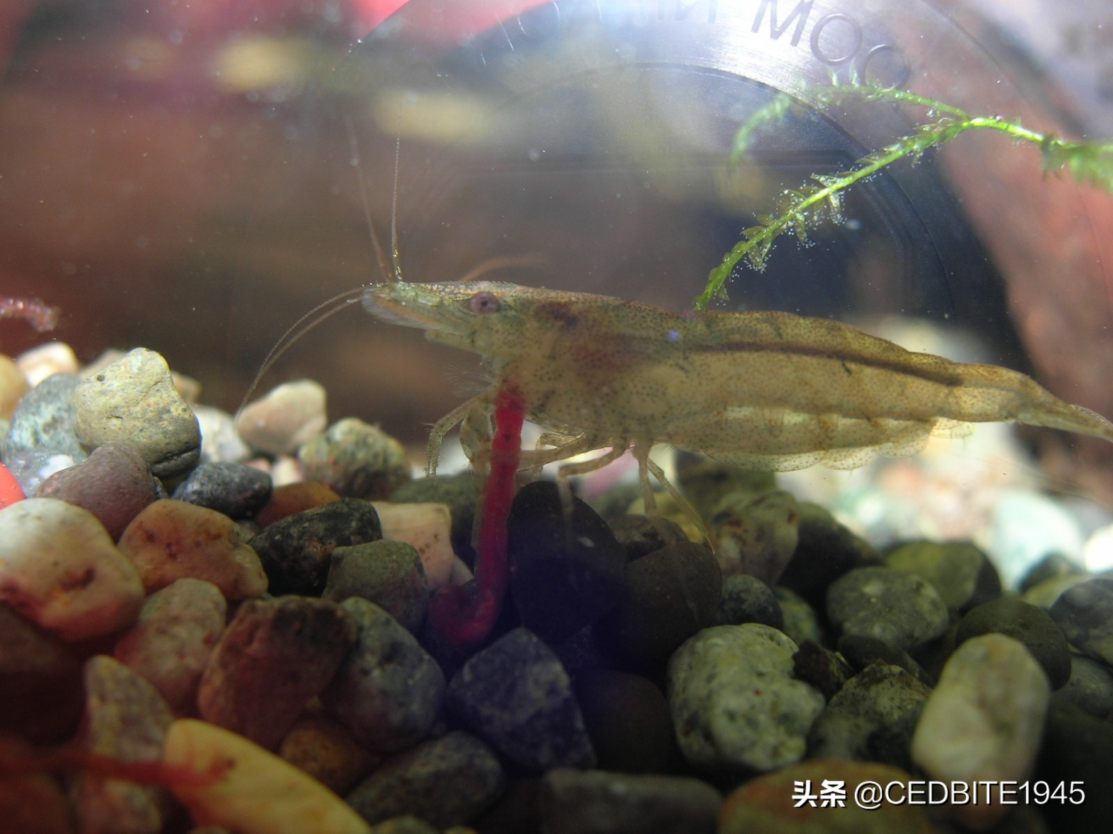 怎么驯养一年以上的虎皮,怎么培养黑猪品种视频