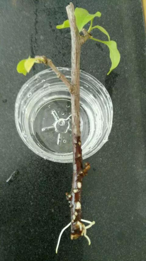 塑料瓶绑在月季上能生根吗视频,水扦插适应哪些花卉