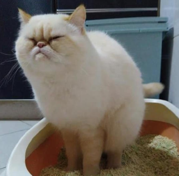 猫咪便秘大便带血,猫咪拉不出屎怎么快速解决