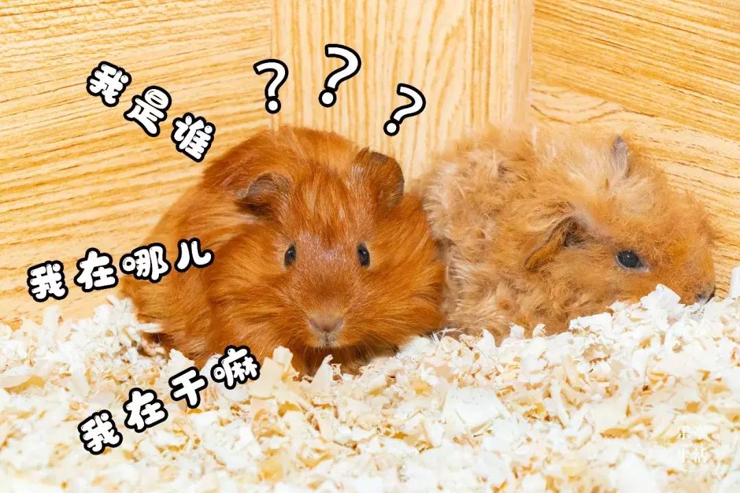 19.9包邮毛绒羊驼,羊驼9.9元秒杀直播