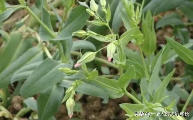 长在玉米地里，结出的“种子”珍贵，被称为“麦蓝菜”，别忽视