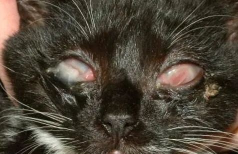 猫咪结膜炎会传染给人吗,猫咪结膜炎用什么眼药水