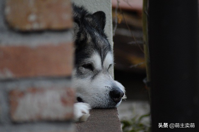 阿拉斯加雪橇犬发情怎么办阿拉斯加发情护理攻略