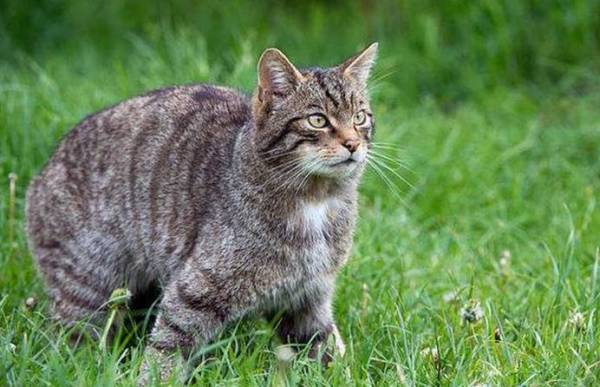 猫的祖先有多可怕,猫的祖先距今有多少年