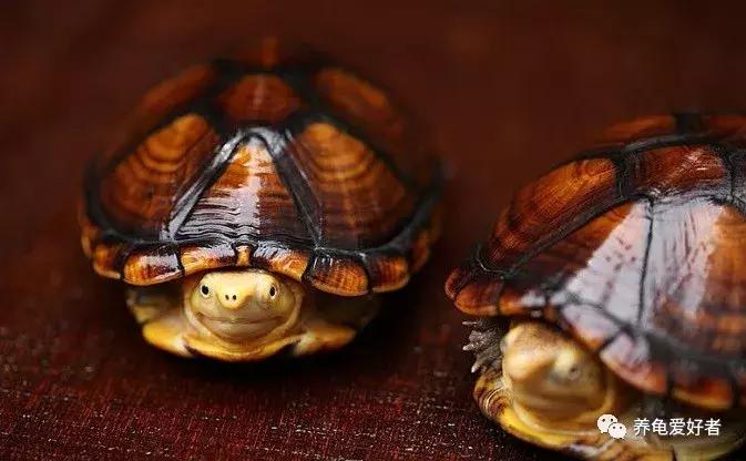 龟暴毙会是水的问题吗,草龟突然暴毙什么原因