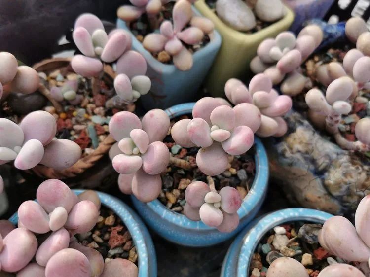 我和多肉,我与多肉