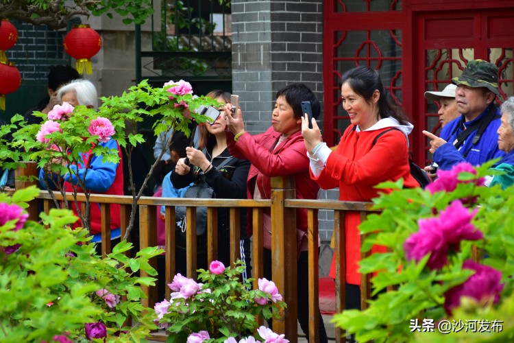 邢台看牡丹最佳地方,邢台牡丹基地在哪里