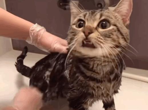 当一只猫有了脸,当一只猫长成了狗的样子