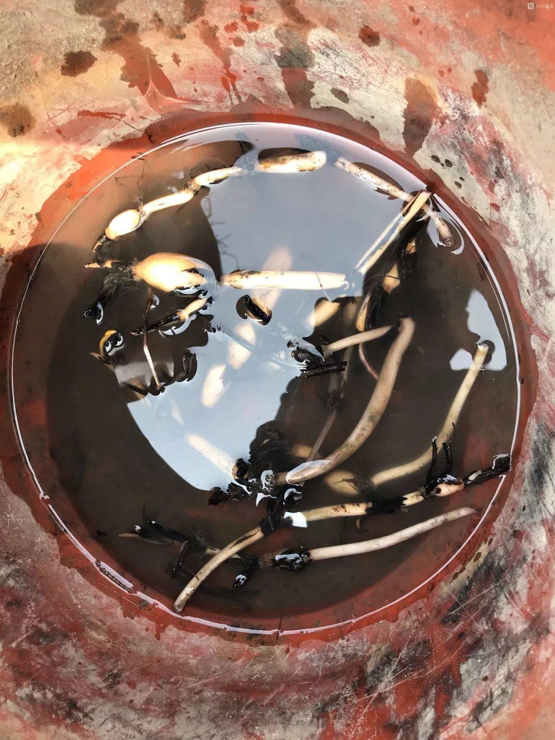 碗莲开花后的种子还可以用吗,碗莲种子种的第一年能开花吗