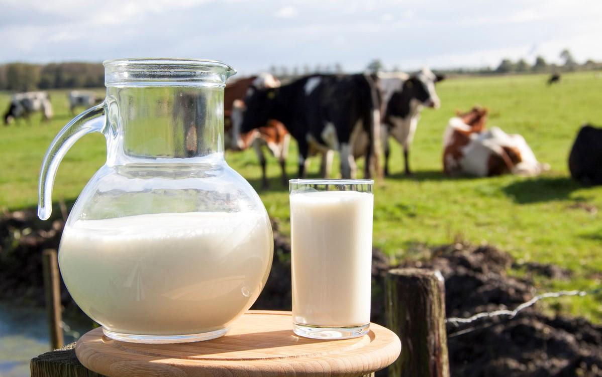 喝牛奶不好,喝牛奶可以养胃护胃吗