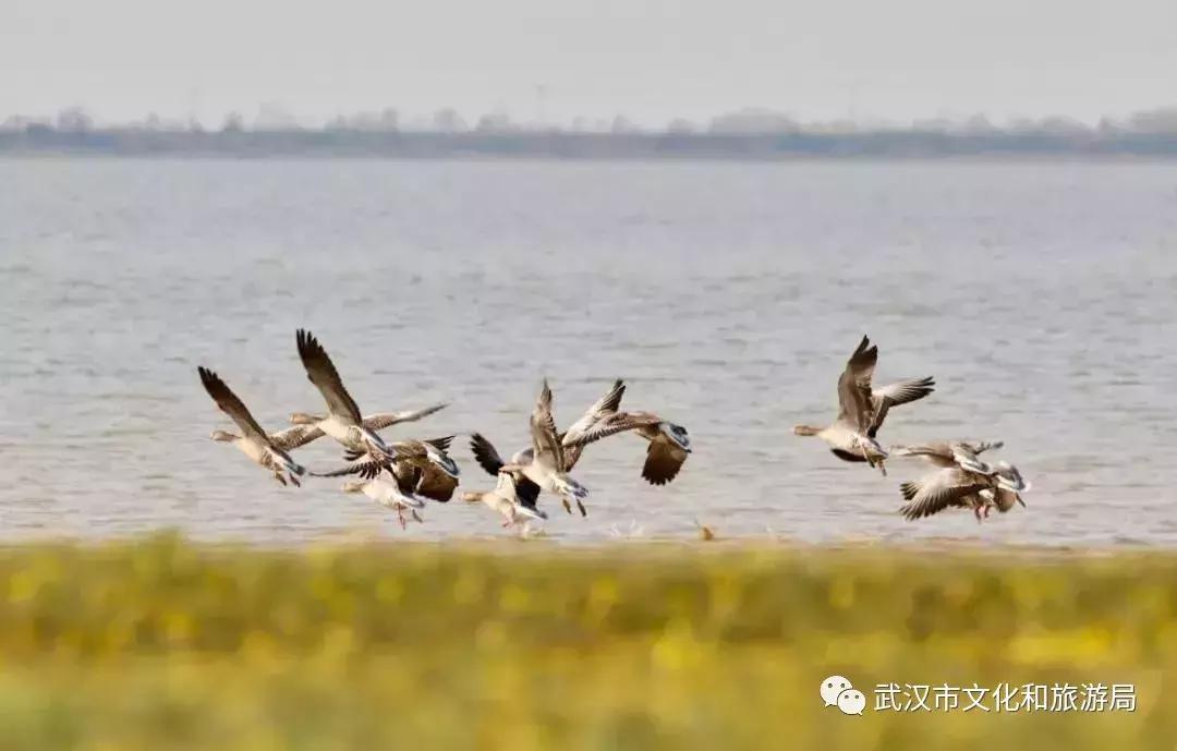 武汉一日游攻略必去十个景点免费,武汉一日游推荐景点介绍