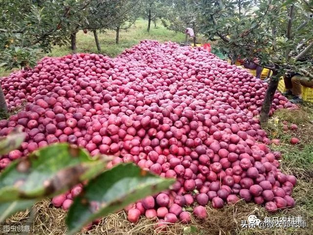 礼泉断崖式跌入谷底：温水煮青蛙，最终失去的是求生的欲望