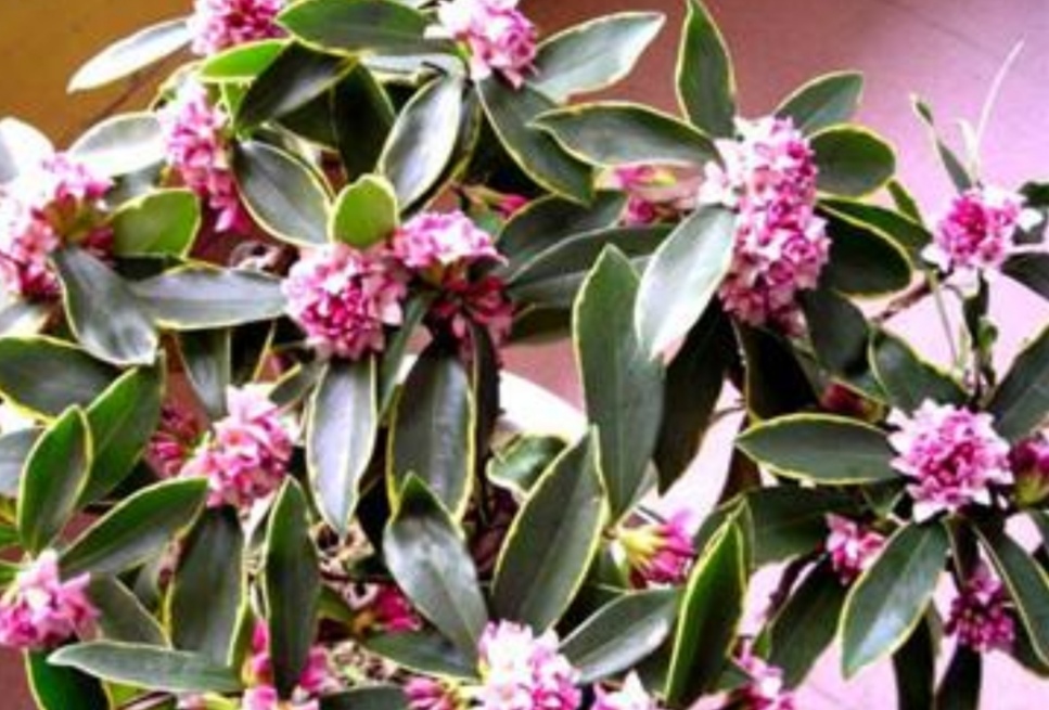 家里养盆“香味花”，春节期间开花，满屋花香扑鼻