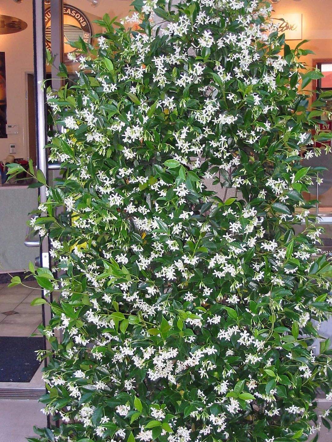 多头蔷薇爬藤一株能长多少,爬藤蔷薇一颗种子就是一株吗