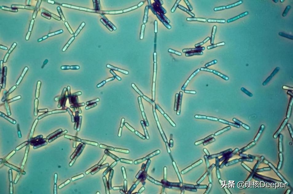 中国海关截获美国神秘包裹,美国包裹发现黑蝇