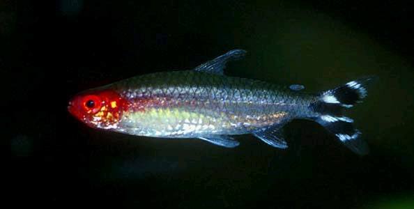 养观赏鱼小知识大全,养观赏鱼知识大全