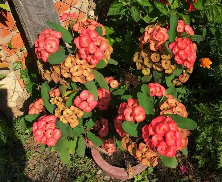 这10种花不怕晒,这3种花不能懒着养