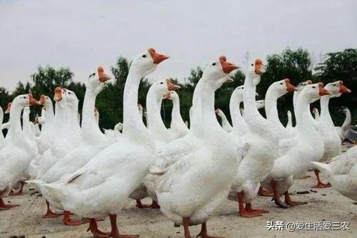 农村没技术适合干什么,没本钱没技术在农村怎么创业项目