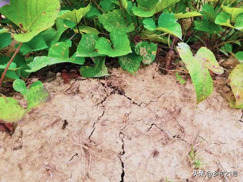 红薯怎样种才能高产又不地下长虫,种红薯高产肥料