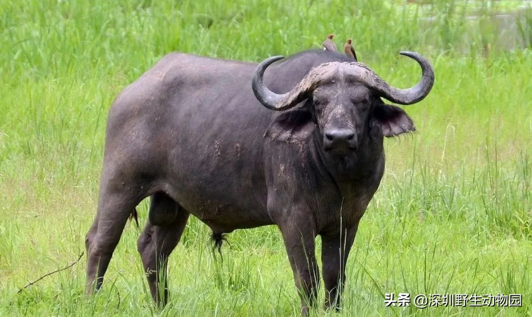 牛科动物的分类史,牛属动物分类