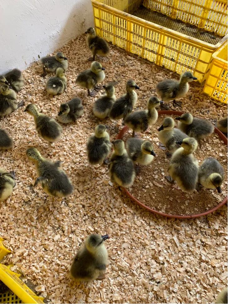 合浦山口镇顺剑家禽批发,广西秉信家禽