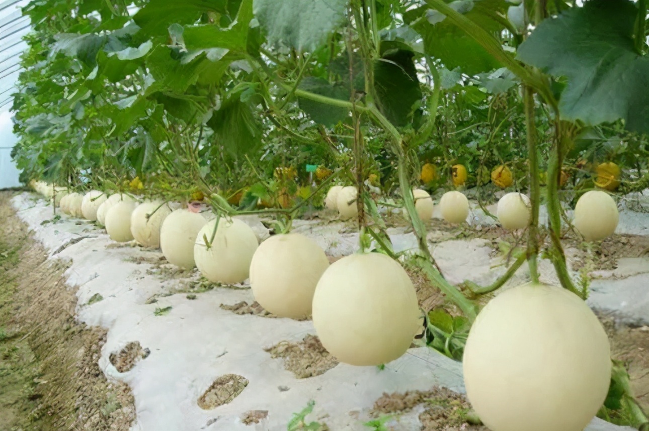 如何挑甜瓜与脆瓜,甜瓜地里怎样挑选熟瓜