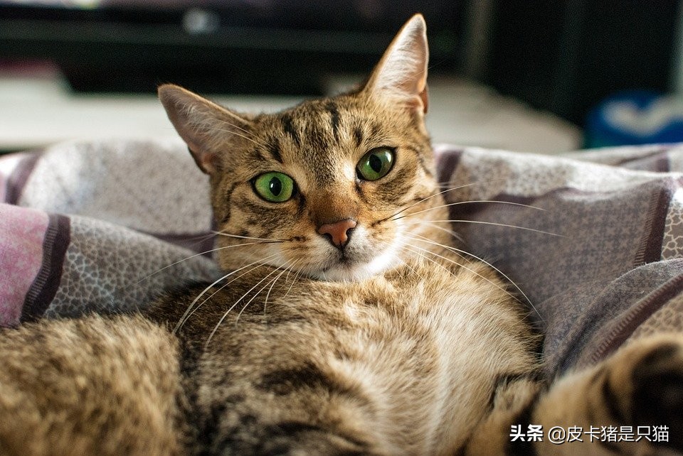 猫咪做完骨折手术应该注意什么,猫咪骨折的地方