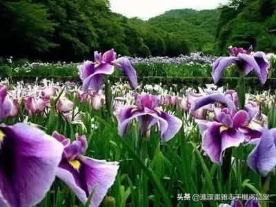 各种花的花语文案,花的花语100种