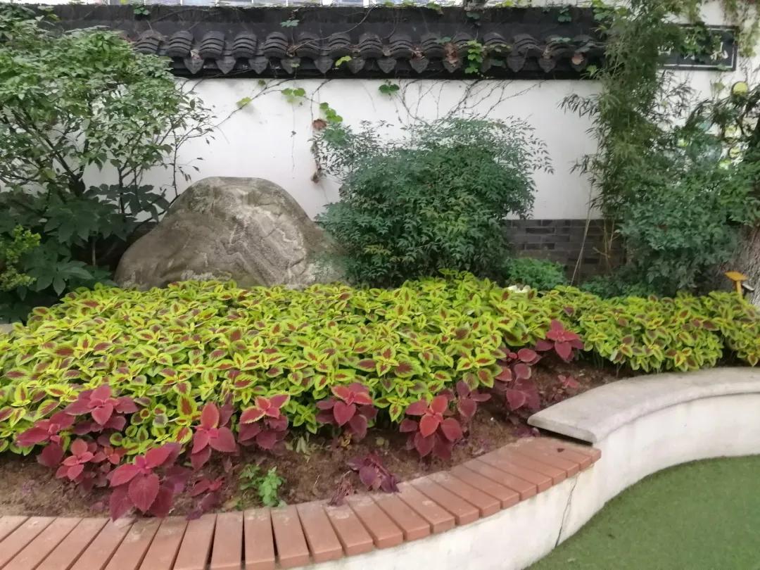 最美的风景美丽的校园,最美的风景就是校园