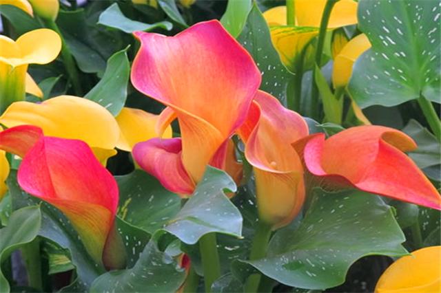 马蹄莲开花后怎么养护和管理,马蹄莲开花的时候能不能换盆