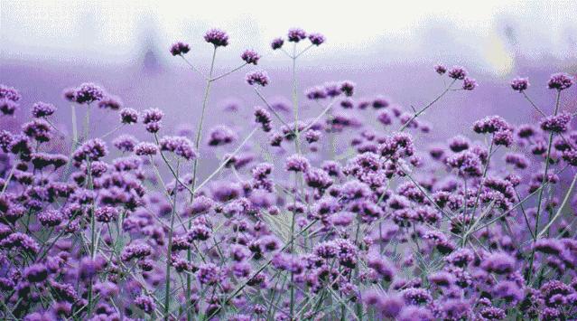 免费试香｜宝格丽蓝茶古龙，闻完想吃波利海苔