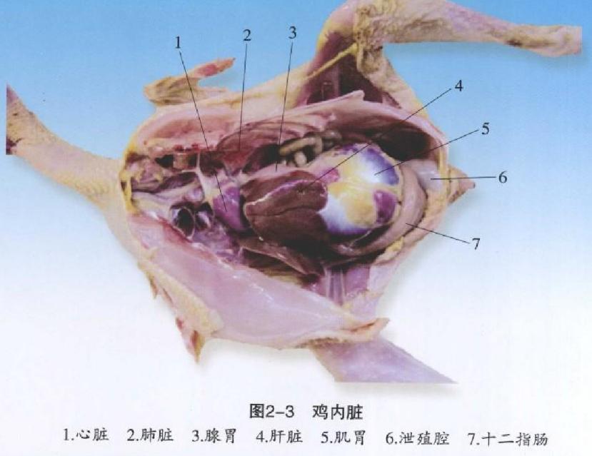 「技术」手把手教你解剖鸡确诊鸡病，超详细解剖步骤