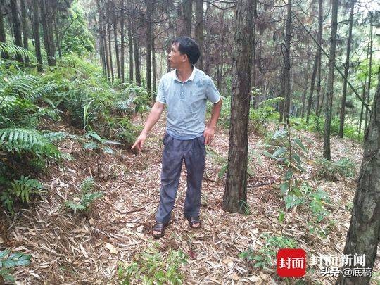 起底奸杀“百香果女孩”罪犯：喜欢偷妇女内衣裤，曾尾随骚扰多名女孩，其家长只会说马上教训