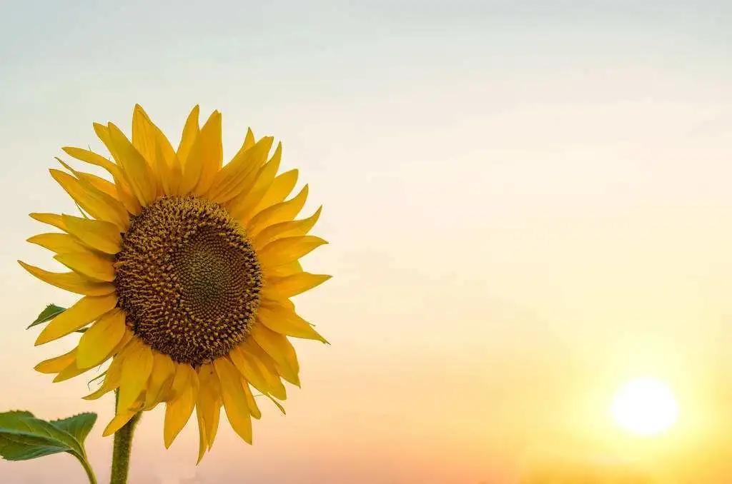 爱岗敬业无私奉献教师,爱岗敬业的教师典范