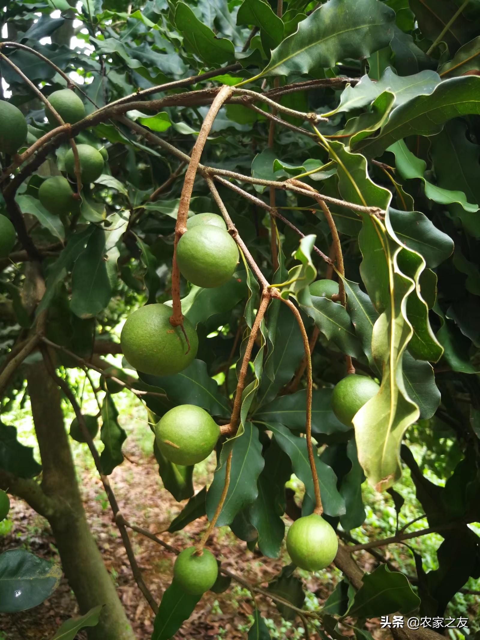 扶绥县昌平坚果苗,扶绥昌平坚果种植基地