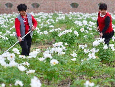 种牡丹花的方法,种牡丹花的材料