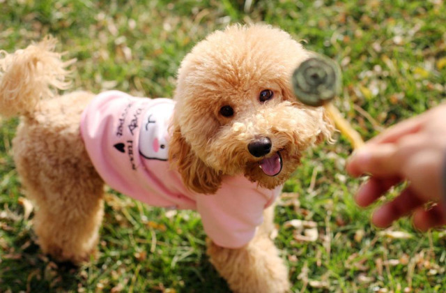 养狗的时候一定要注意这几个问题，不然可能会让狗狗恨你