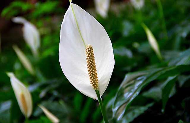几种方法除甲醛最有效,新房除甲醛哪种植物最好最有效