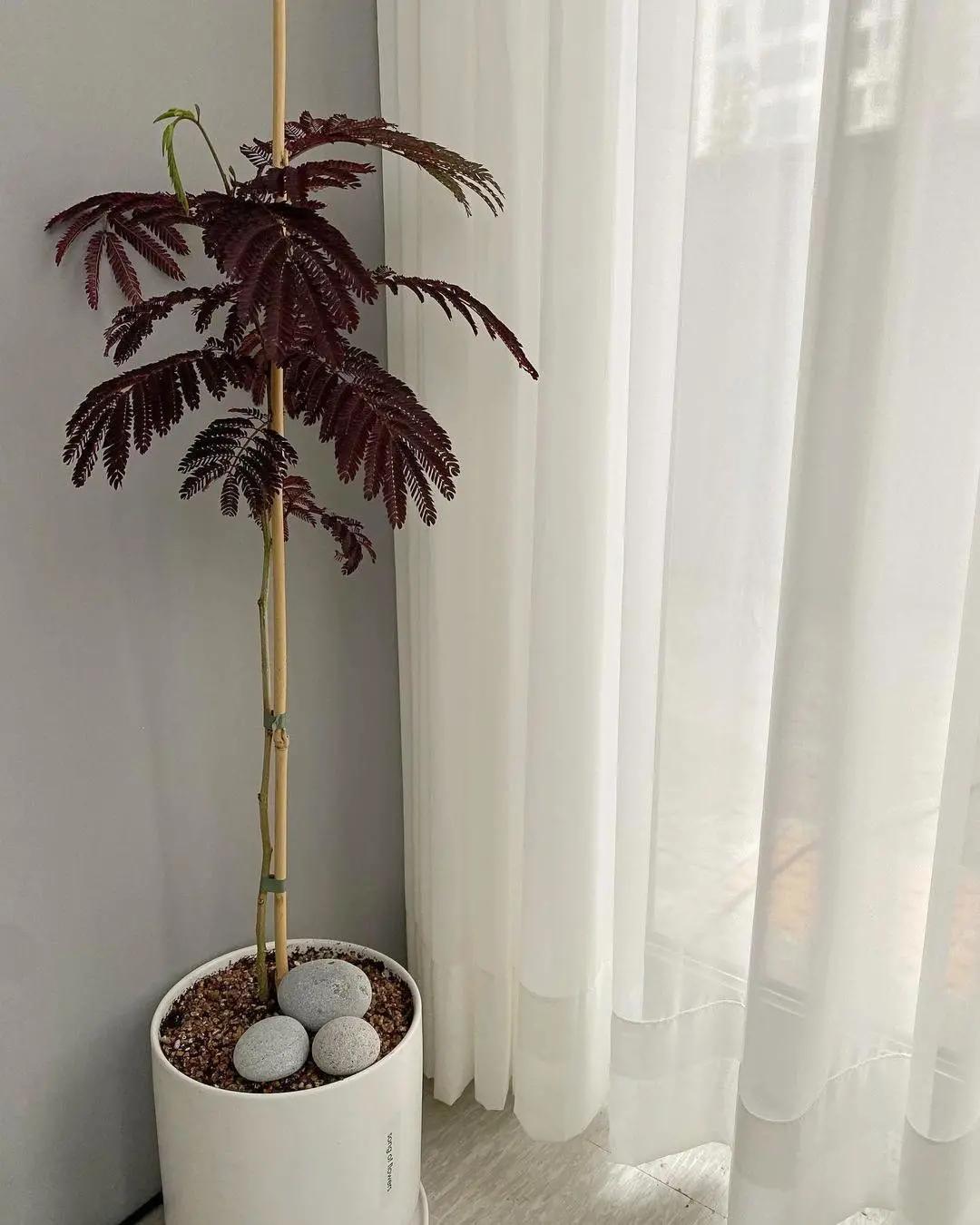 ins十大网红绿植,ins网红绿植大全