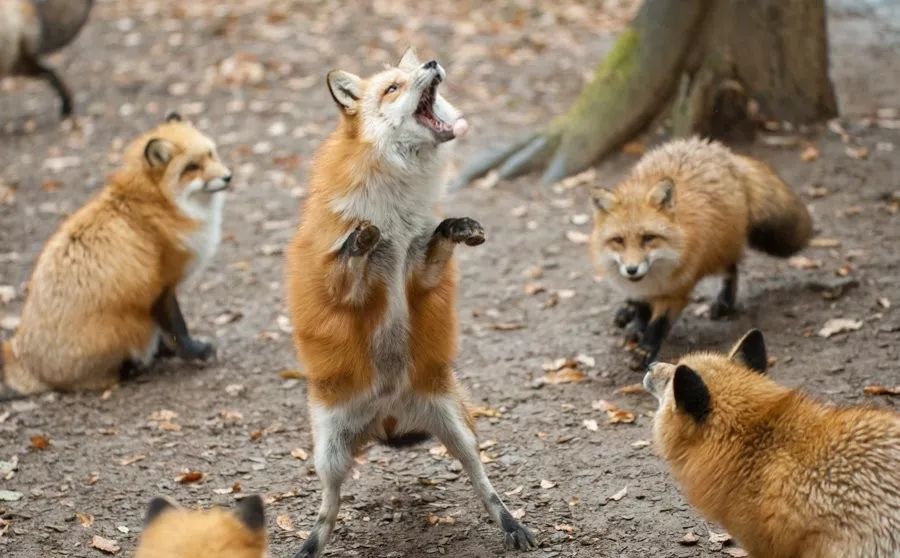 日本这只丧脸小狐狸霸占热搜，吃不到东西的委屈样萌化网友