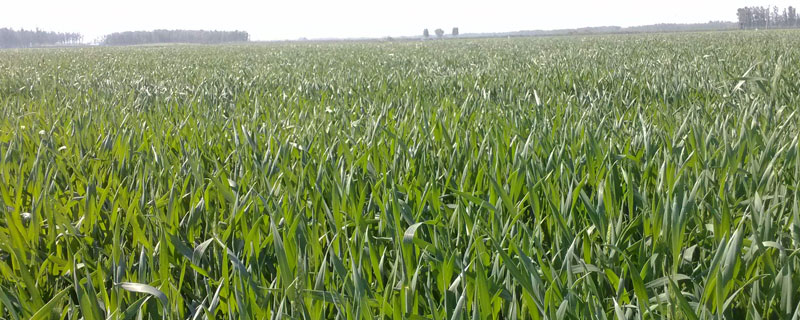 小麦常用的骠马除草剂作用及简介，禁忌使用到大麦、高粱、玉米上