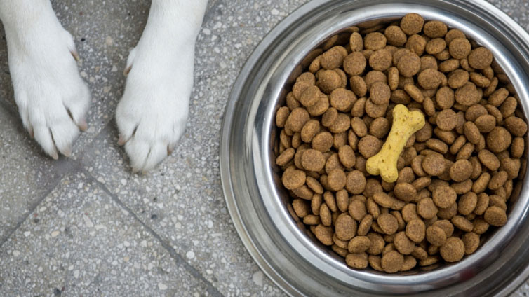 主人给狗超多狗粮,主人给狗2颗狗粮