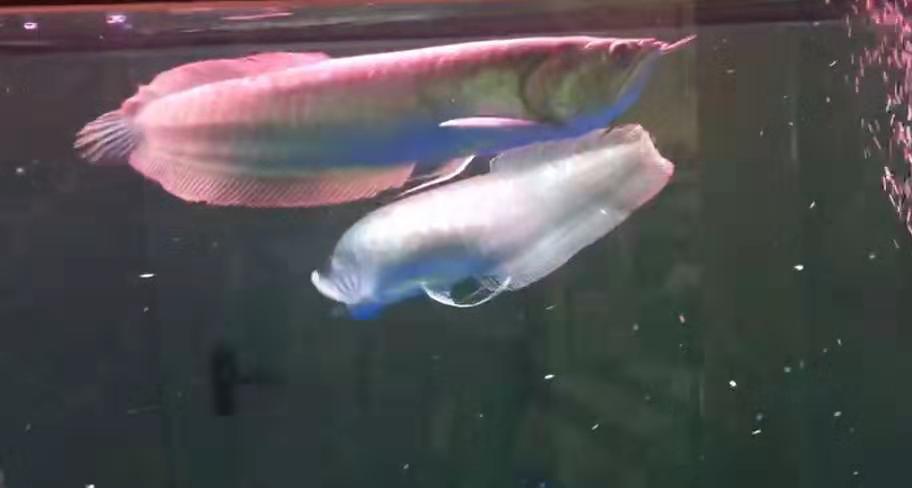 水霉病还有救吗,水霉病观赏鱼怎么治疗