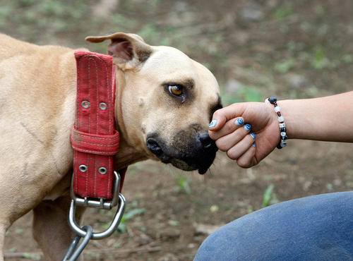 一只鸡腿柯基,这5种狗狗个个都是看家护院