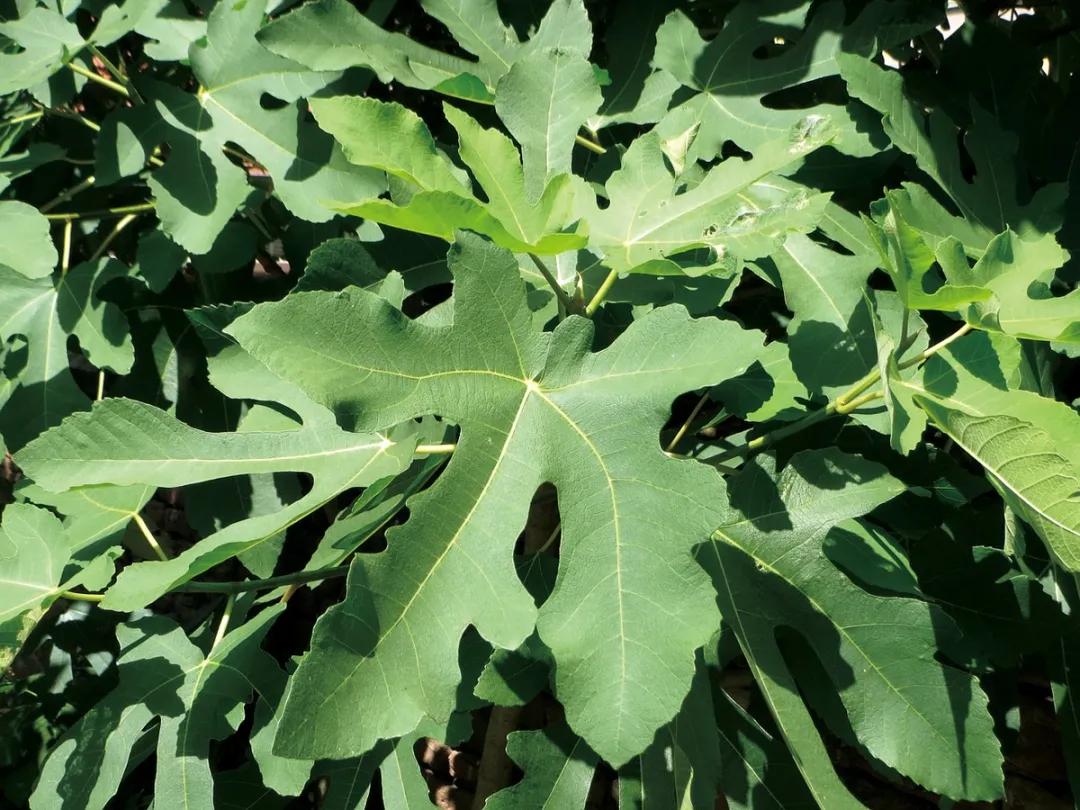 无花果真的不开花就长果实吗,无花果是真的没有开花就结果吗